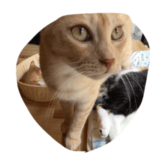 [LINEスタンプ] 猫のスタンプまとめいち