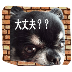 [LINEスタンプ] レンガチワワ