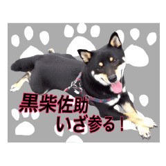 [LINEスタンプ] 黒柴佐助いざ参る！