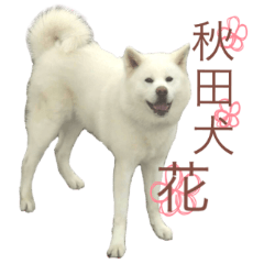 [LINEスタンプ] 秋田犬 花