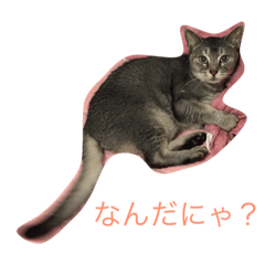 [LINEスタンプ] 我が家のにゃんこのくーちゃん＆にこちゃん