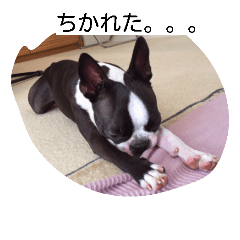[LINEスタンプ] ボステリ ミミ