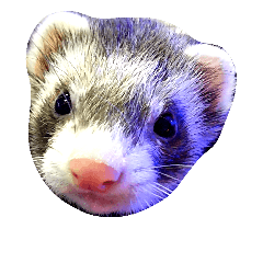 [LINEスタンプ] ふぇれっトーク