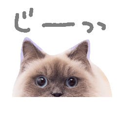 [LINEスタンプ] 長毛犬猫の毎日あいさつスタンプ