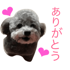 [LINEスタンプ] トイプードルのモコちゃん