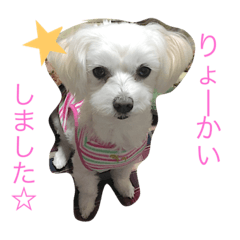 [LINEスタンプ] マルチーズな日常