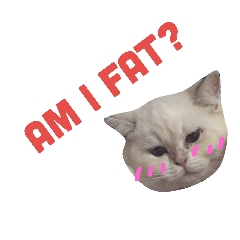 [LINEスタンプ] メルー白猫