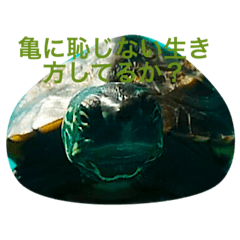[LINEスタンプ] かめきちさんのつぶやき
