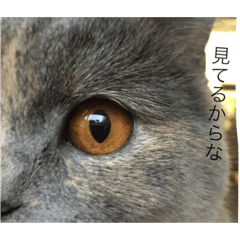 [LINEスタンプ] まる子16.2