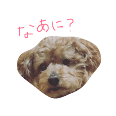 [LINEスタンプ] あんずのにちじょう。