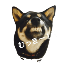[LINEスタンプ] 荒ぶる柴犬