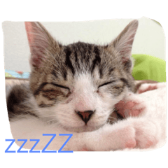 [LINEスタンプ] ととビビさんの日常。