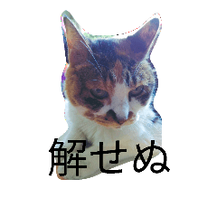 [LINEスタンプ] こんな猫
