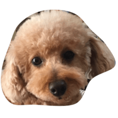 [LINEスタンプ] 犬の顔