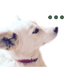 [LINEスタンプ] わんこU・x・Uなかよし3匹