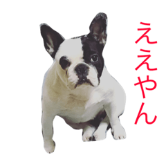 [LINEスタンプ] フレンチブルドッグちぃ