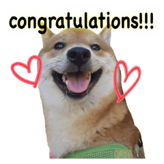 [LINEスタンプ] 柴犬との君 NO.2