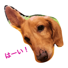 [LINEスタンプ] らっるいスタンプです。