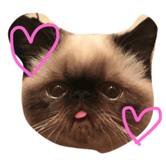 [LINEスタンプ] 猫ちゃんちやん