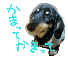[LINEスタンプ] ダックスちゃん