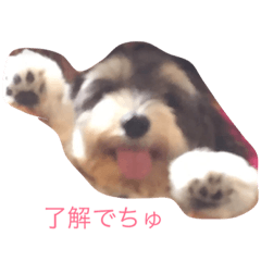 [LINEスタンプ] おしゃべりモアちゃん
