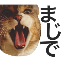 [LINEスタンプ] アメリカンカールのルーン
