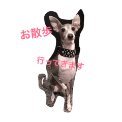 [LINEスタンプ] イタグレアンジー1