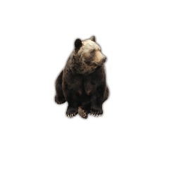 [LINEスタンプ] 【出没注意】熊たちのスタンプの画像（メイン）