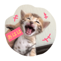 [LINEスタンプ] ベンガル子猫達 プラチナムキャット1の画像（メイン）