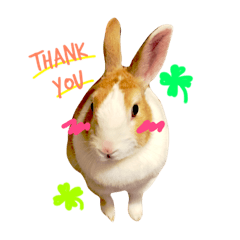 [LINEスタンプ] うさぎのミル