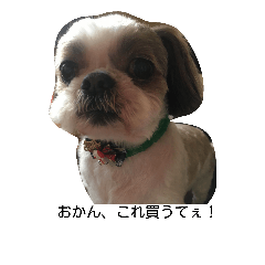 [LINEスタンプ] 兵庫の甘えたれ犬
