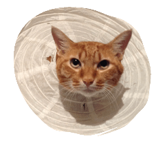 [LINEスタンプ] 我が家猫