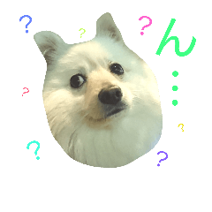 [LINEスタンプ] ポメラニアンの蘭丸くん part3
