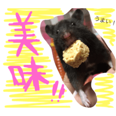 [LINEスタンプ] 黒いしおちゃん