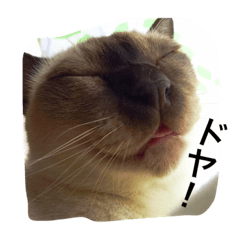 [LINEスタンプ] ドヤ顔ねこ！