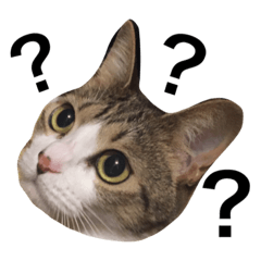 [LINEスタンプ] 猫りりスタンプにゃ〜