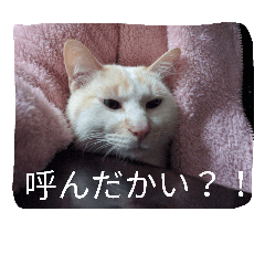 [LINEスタンプ] クールな猫のウラ君 Part2