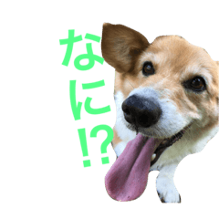 [LINEスタンプ] corgi@LOVE2