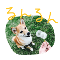 [LINEスタンプ] アポロとこむぎ2