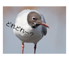 [LINEスタンプ] 色々な鳥