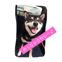 [LINEスタンプ] 黒柴ひじきスタンプ
