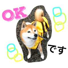 [LINEスタンプ] 柴犬のコタロー2