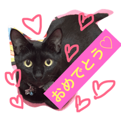 [LINEスタンプ] 黒猫のくろまめちゃん パート3