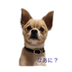 [LINEスタンプ] こてこむ