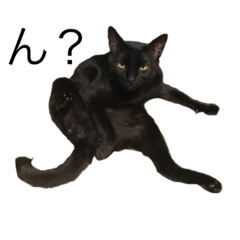 [LINEスタンプ] くろひよもだ