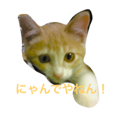 [LINEスタンプ] ネコ一家
