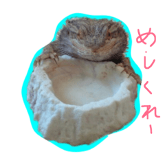 [LINEスタンプ] フトアゴのちぃーすけ