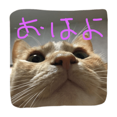 [LINEスタンプ] 音ピ猫
