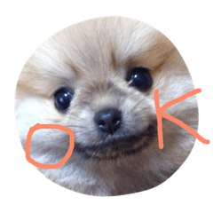 [LINEスタンプ] こたろうちゃんの日常