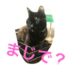 [LINEスタンプ] くうchan'